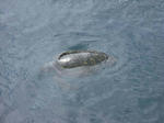 DSCF0060.jpg