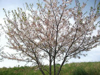 通り道で見掛けた桜