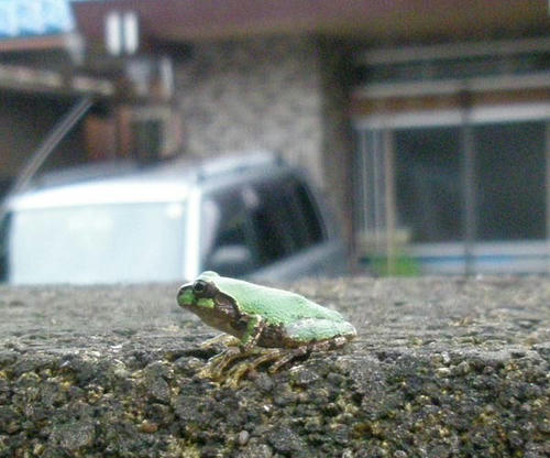 frog.jpg