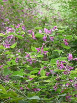 P1000064.jpg