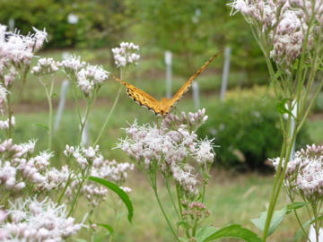 P1000043.jpg