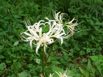 P1000047.jpg