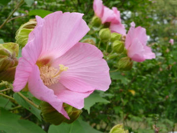P1000051.jpg