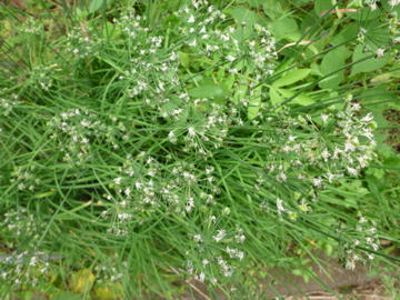 P1000052.jpg