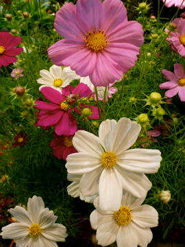 P1000068.jpg