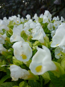 P1000095.jpg