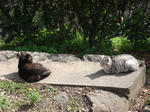 DSC02037.JPG