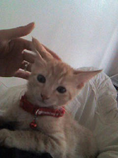 mille2