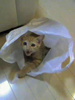 mille8