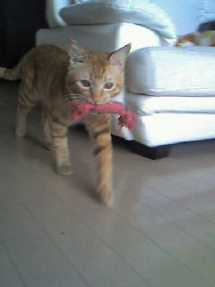 mille11