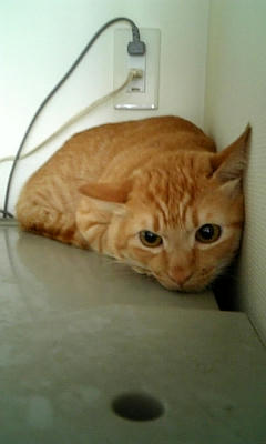 mille17