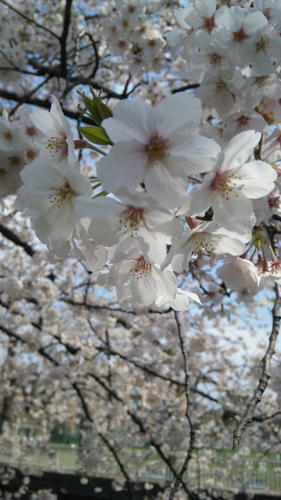 桜