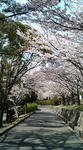 hanami.jpg