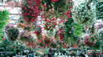 F1000337.JPG