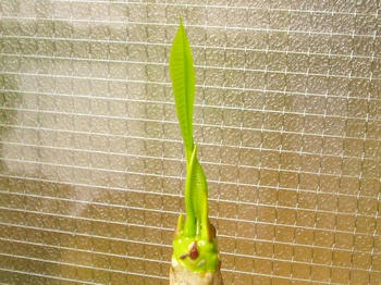クリックで大きくなるよ
