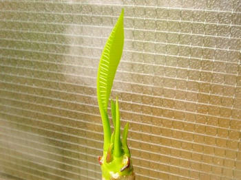 クリックで大きくなるよ