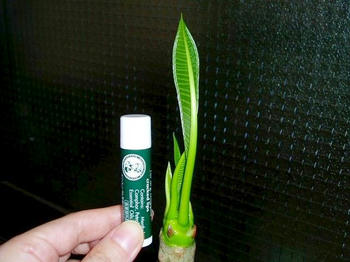 クリックで大きくなるよ