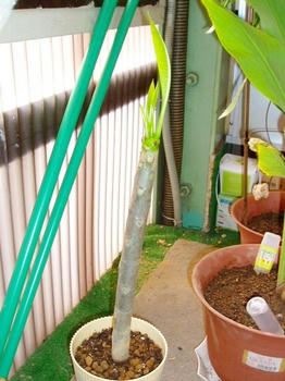 クリックで大きくなるよ