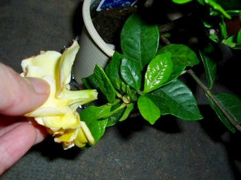 クリックで大きくなるよ