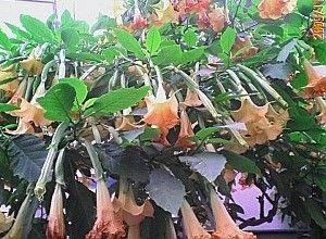なんていう名前のお花？