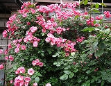 s-IMG_0974.jpg