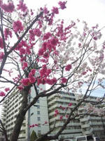 SH3G0012.jpg
