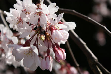 桜（ソメイヨシノ）