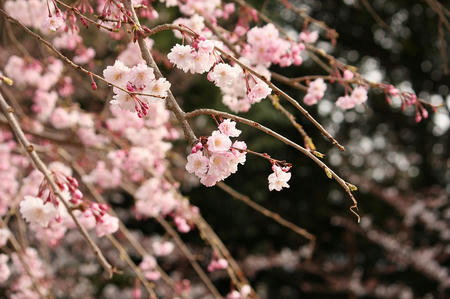 枝垂れ桜