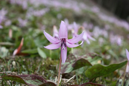 かたくりの花