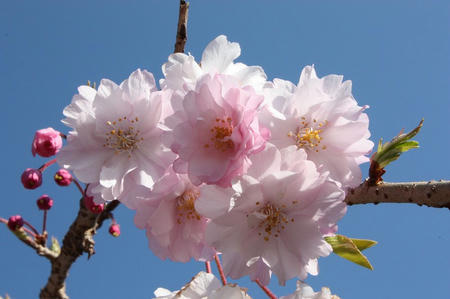 桑山の桜