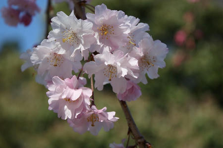 桜