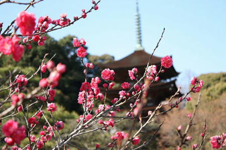 瑠璃光寺五重塔