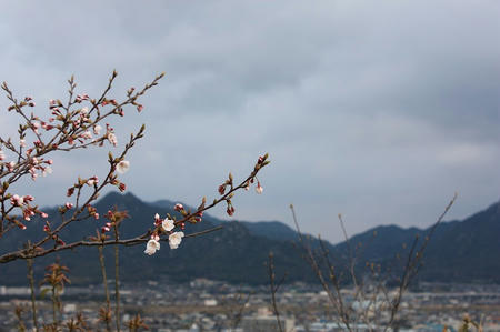 桑山展望の桜
