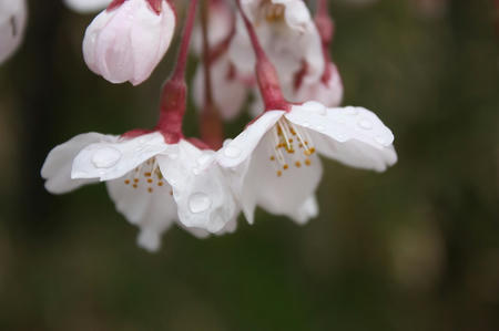 朝露の桜