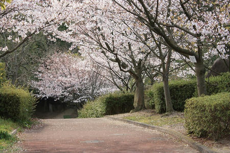 桑山山頂の桜