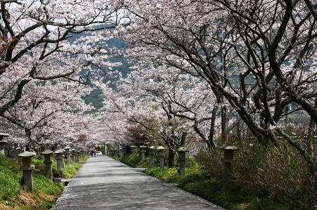 小鯖鰐鳴八幡宮参道