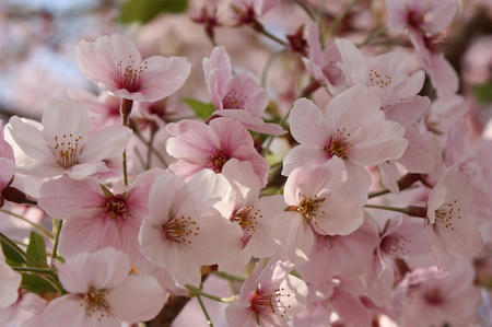 桑山の桜
