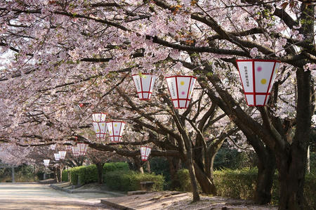 桑山の桜