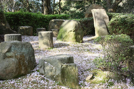 桑山の桜