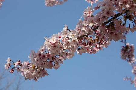 桑山の桜