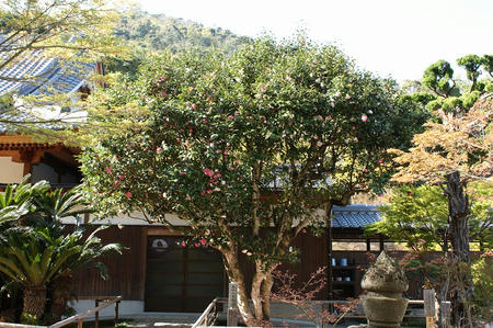両足寺の五色八重散椿