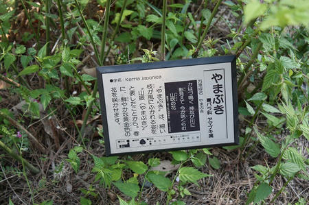 やまぶき