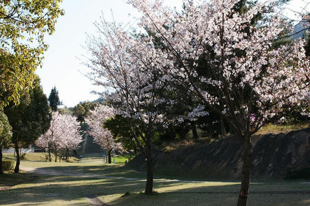 桜