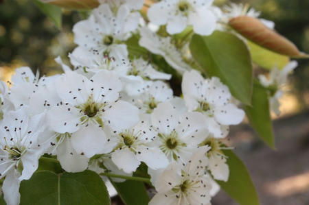 なしの花