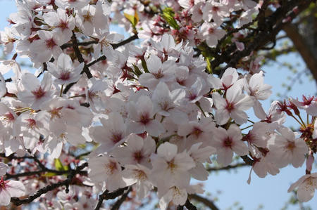 防府天満宮の桜