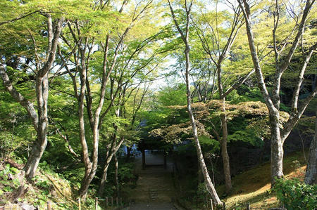 両足寺　もみじ