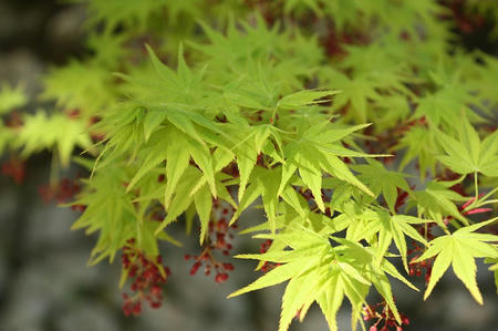 両足寺　もみじ