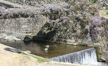 藤の橋