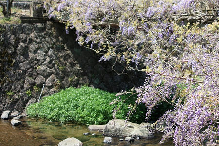 藤の橋