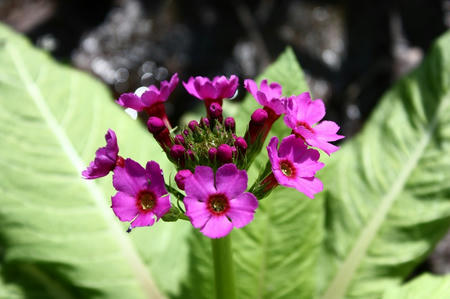 山野草のエキの花